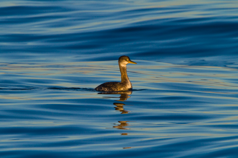 Red-Necked Grebe